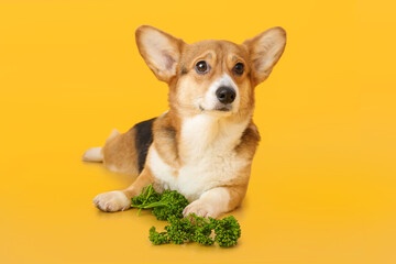 Cute Corgi dog with parsley on color background