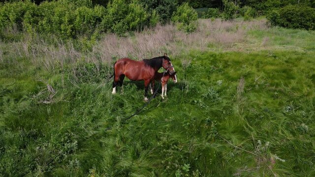 2 horses, large and small, graze in the field. aerial shooting