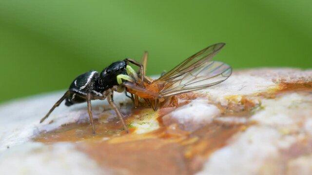 Predator and Prey - Female of Copper Sun Jumper or Copper Sun-jumper, Jumping Spider, Heliophanus cupreus