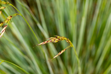 Bluestream oat Helictotrichon sempervirens seed stand detail