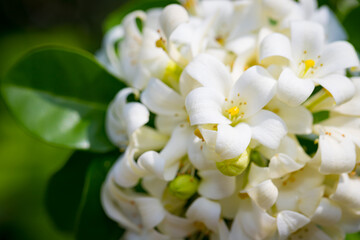 Fototapeta na wymiar Heart-shaped white glass murraya flower