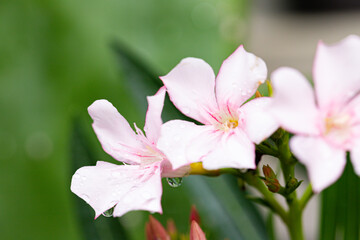 Fototapeta na wymiar Apocynaceae flower of pink beautiful
