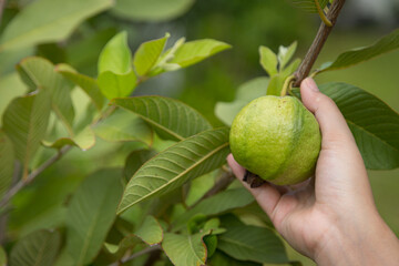 Fresh guava on the tree