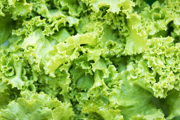 Organic Lactuca sativa of salad leaves