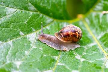 A big snail in the garden after the rain
