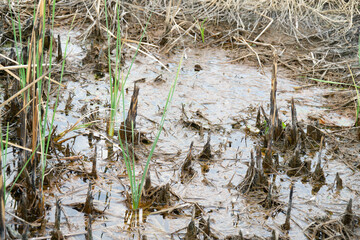 trunk of rice in mud,dirty texture, 