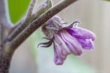 Flower buds of eggplant flowers in early summer , garden planting , home gardening, organic.