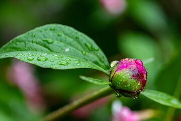 Gardening. Home garden, flower bed. Flower Peony. Paeonia, herbaceous perennials and deciduous shrubs. Saturated coloured version of peony bud after rain with water drops on leaves