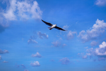 seagull fly on blue sky background 001