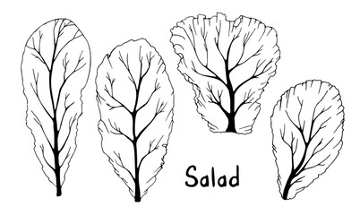 Line drawn bright green lettuce leaves. Summer season. Vector illustration isolated on white background.