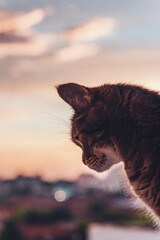 the cat looks out the window from the height of a multi-storey building at sunset кот смотрит из окна