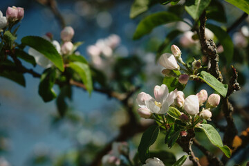 blooming garden in early spring