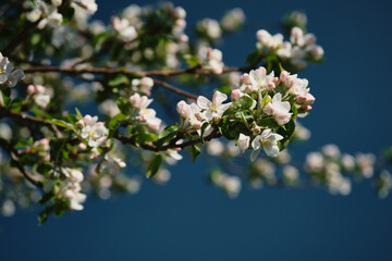 blooming garden in early spring