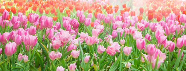 pink tulips in the garden