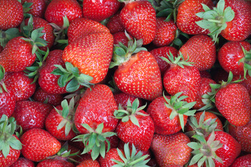 Lot of ripe delicious strawberries.