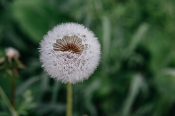 Flowering dandelion seed head close-up on green summer background, white dandelion flowers blooming in the meadow