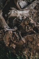 some water has accumulated in the log, wet wood 