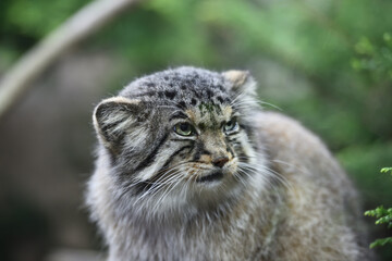 Fototapeta na wymiar Manul cat in a zoo