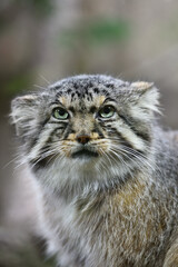 Manul cat in a zoo