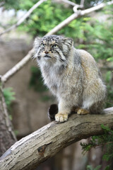 Manul cat in a zoo