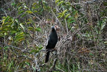 Anhinga im Everglades National Park, Florida