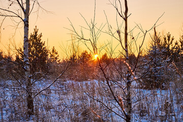 Trees during sunset in winter evening. Snow covered spruce branches in the rays of the evening winter sun