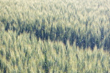 Obraz premium Dramatic sunset over the agricultural landscape Aerial shot, countryside landscape during summer or spring time. Fields and meadows in Moravia, Czech republic. Sunset time