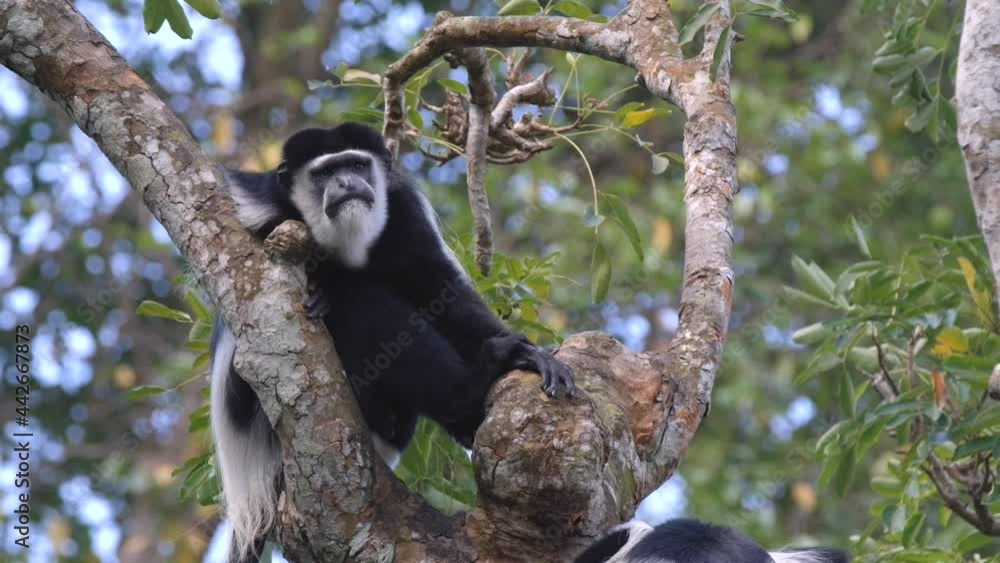 Poster front view of a black and white colobus monkey resting on a tree in the forest. close up