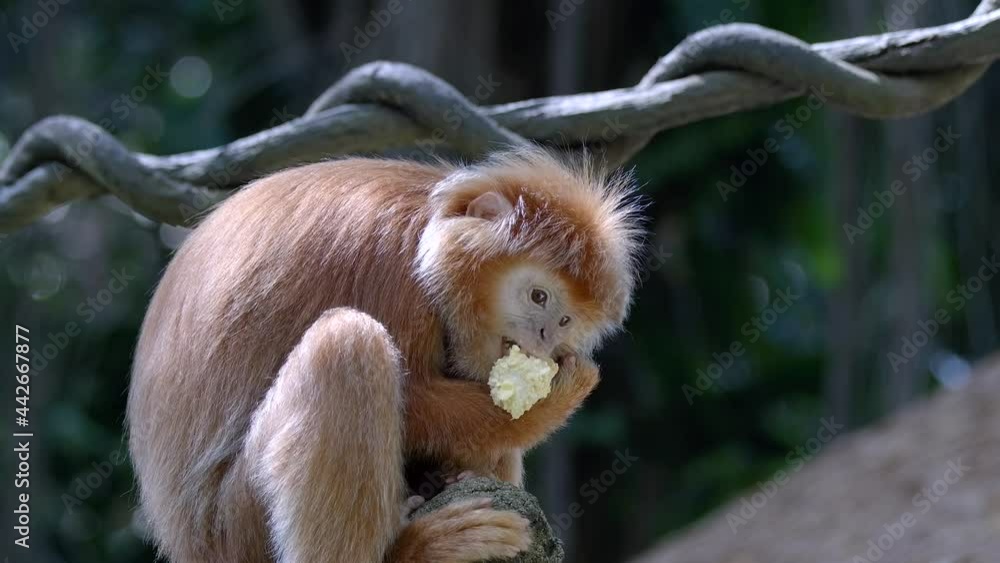 Poster javan langur feeding and munching food while sitting on tree branch.