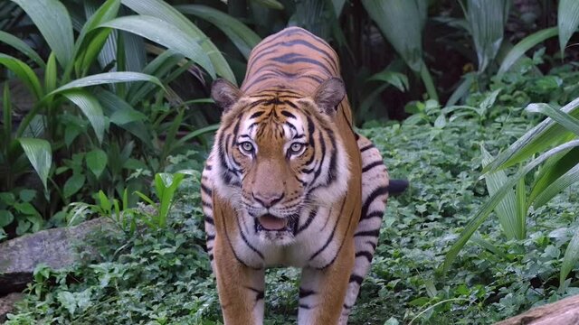 Malayan Tiger Sticking Its Tongue Out And Looking Directly At Camera. - close up