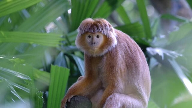 East Javan Langur - Ebony Lutung Monkey Sitting And Resting On The Tree Branch. - close up