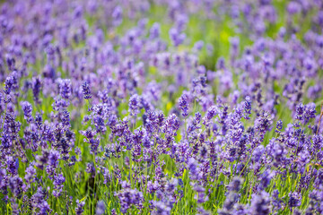 Naklejka premium Lavender Fields with multiple rows of flowers and blue sky