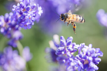 A bee in mid flight enjoying the lavender flowers in the meadow