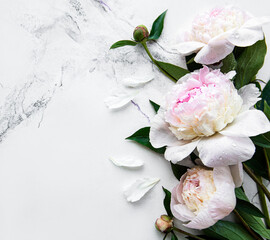 Peony flowers on a marble background