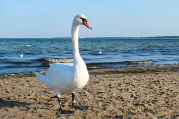 A pair of swans walking along the shore of Baltic Sea in Sopot, Poland. The birds are looking for food. Gentle waves rushing to the shore. Animals in the wilderness. Curious birds.