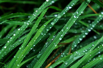 dew drops on green grass close up
