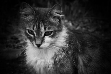 A fluffy stray cat with very beautiful eyes in black and white.