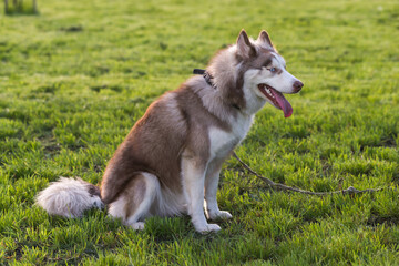 Brown and white Siberian Husky