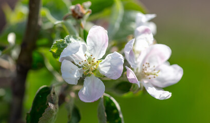 Fototapeta na wymiar Flowers on the branches of an apple tree in spring.