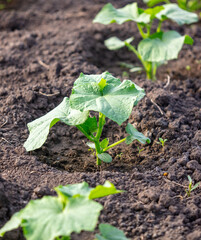 Cucumber seedlings in the ground.