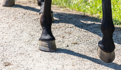 The hooves on the legs of a horse