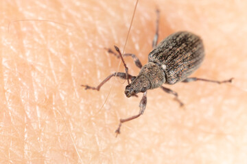 Close-up of a beetle on human skin.