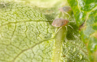 Close-up of aphids on a green leaf.