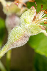 Close-up of small apples on a plant in spring.