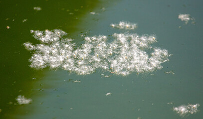 Poplar fluff on the smooth surface of the water