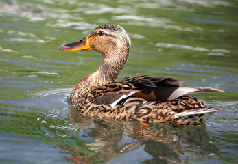 Portrait of a duck floating on the water