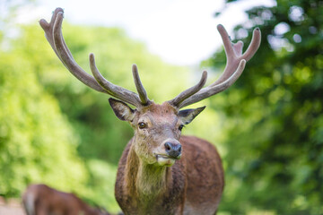 Deer in Great Britain, UK