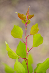 Naklejka premium Leaves on a branch of apricot in summer.