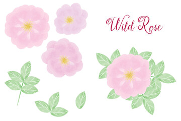Collection of pink wild roses elements with roses and green leaves