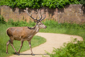 Naklejka na ściany i meble Deer in Great Britain, UK